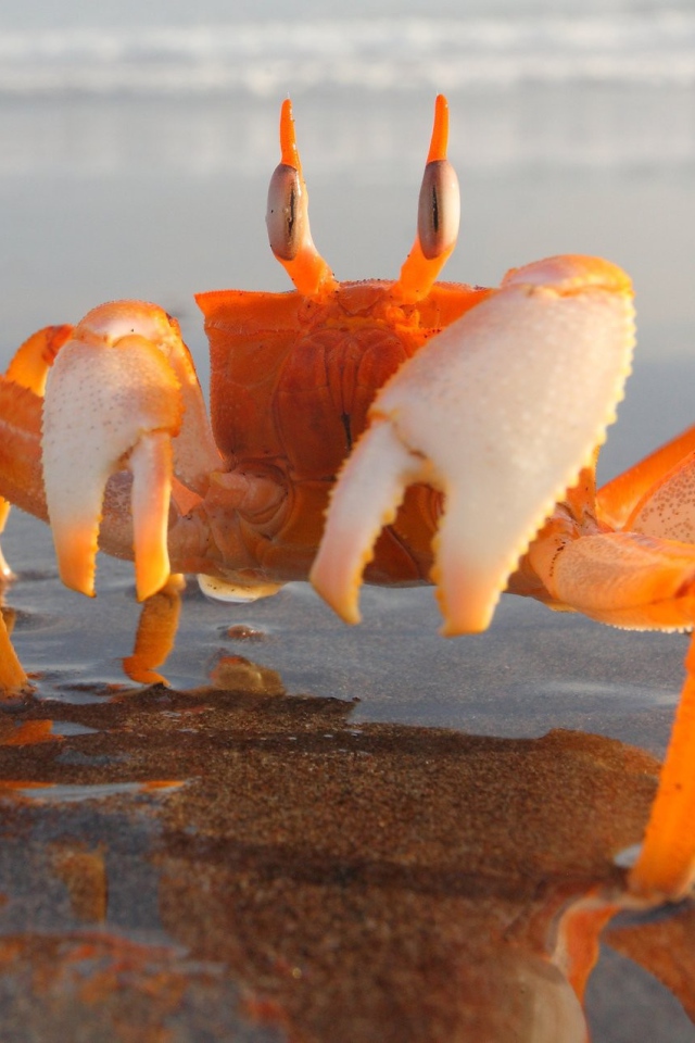 Оранжевый краб на мелководье