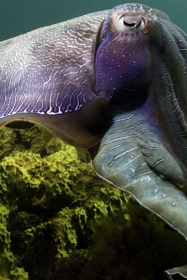 Кальмар над рифом