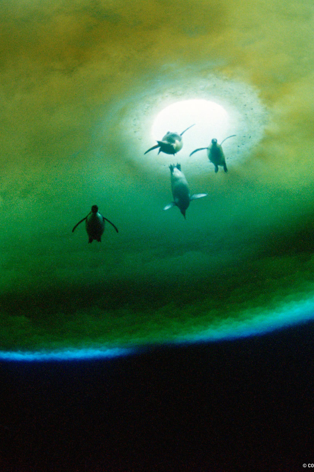 Пингвины около проруби