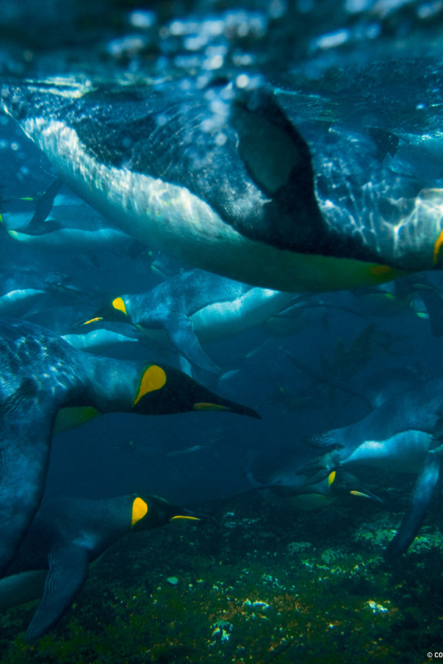 Пингвины ныряют в воду