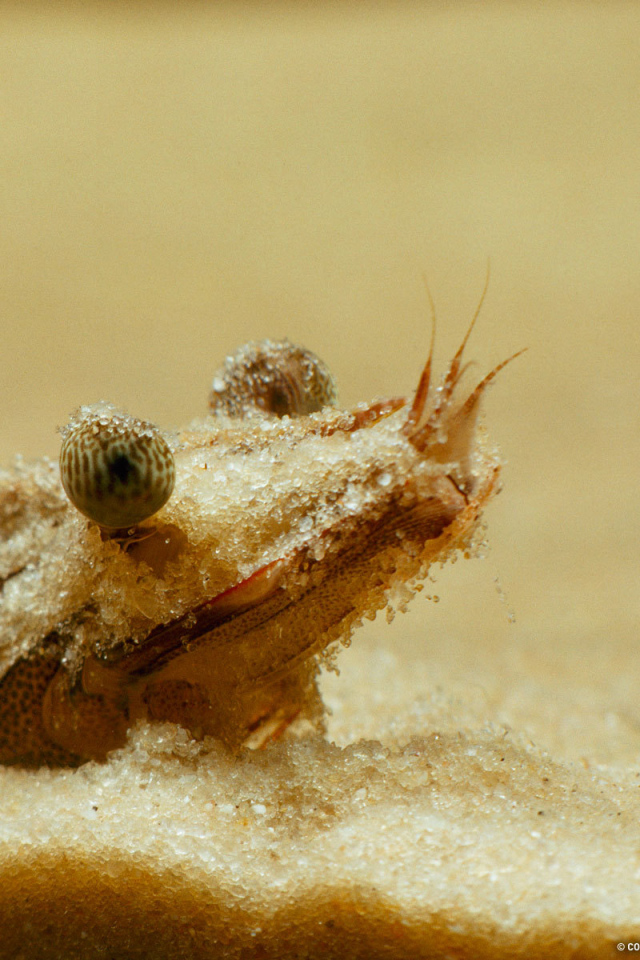 Портрет креветки