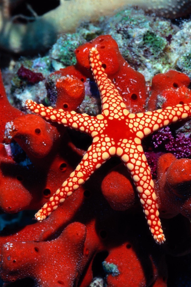 Красная морская звезда