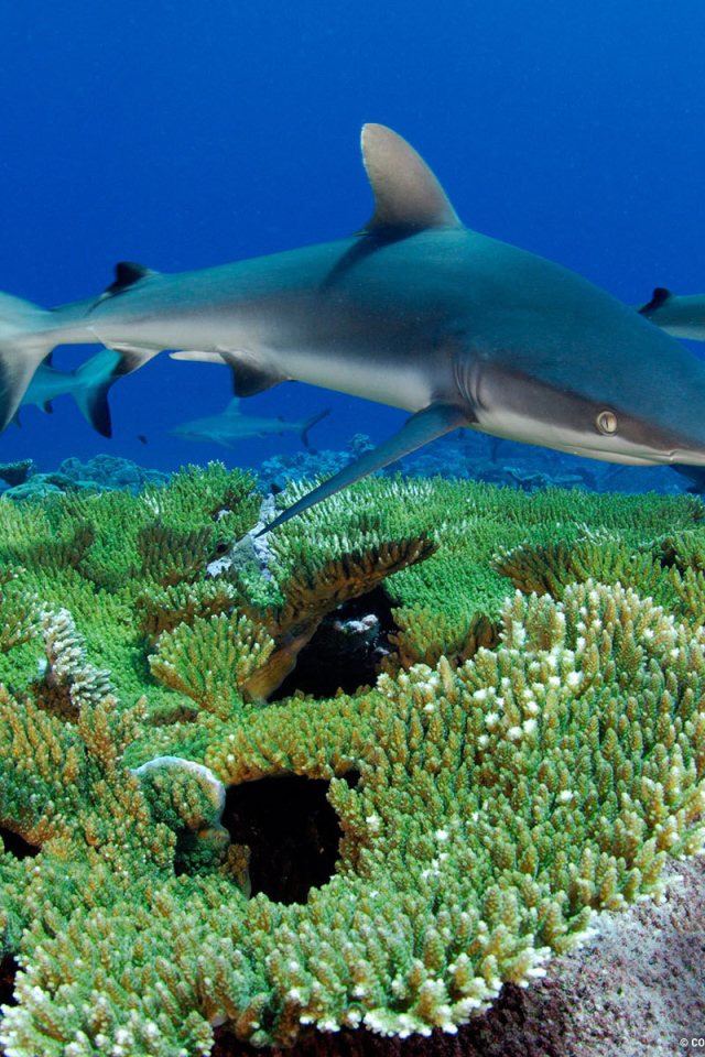 Рифовые акулы