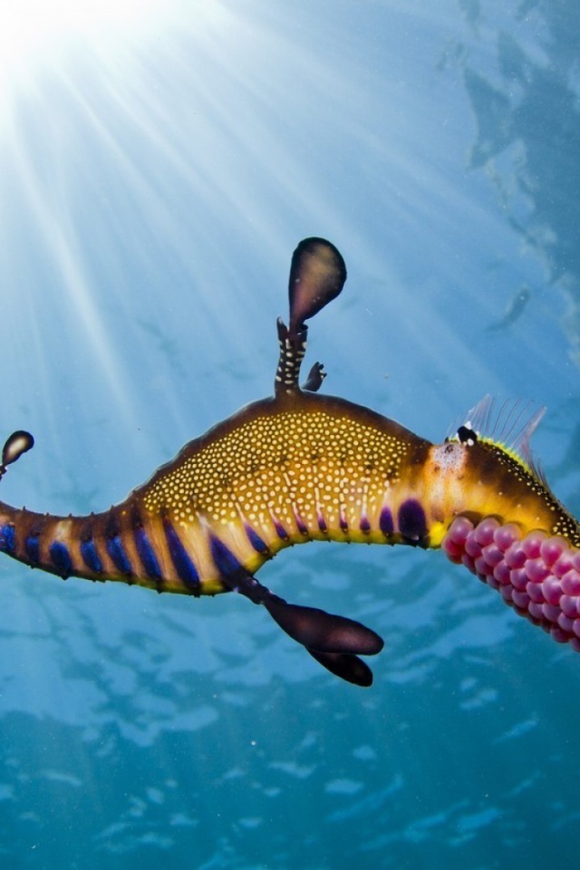 Морской конек в солнечных лучах