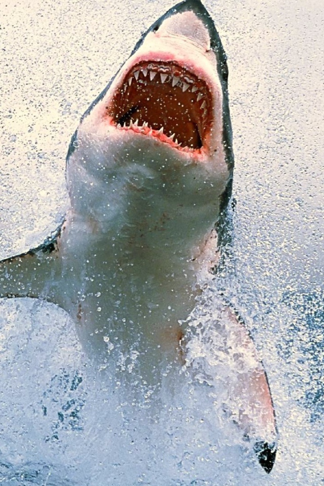 Акула выпрыгнула из воды