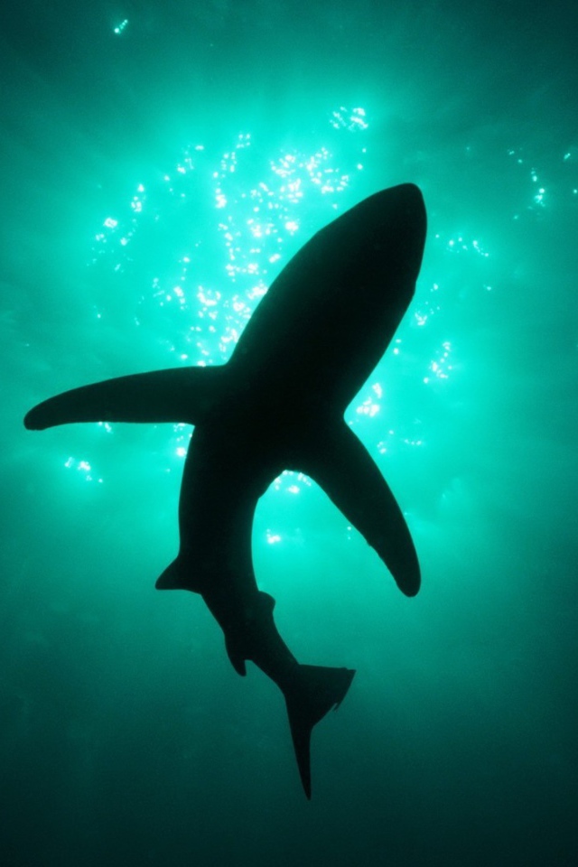 Силуэт акулы под водой