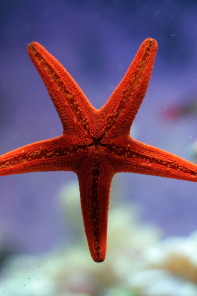Небольшая морская звезда красного цвета