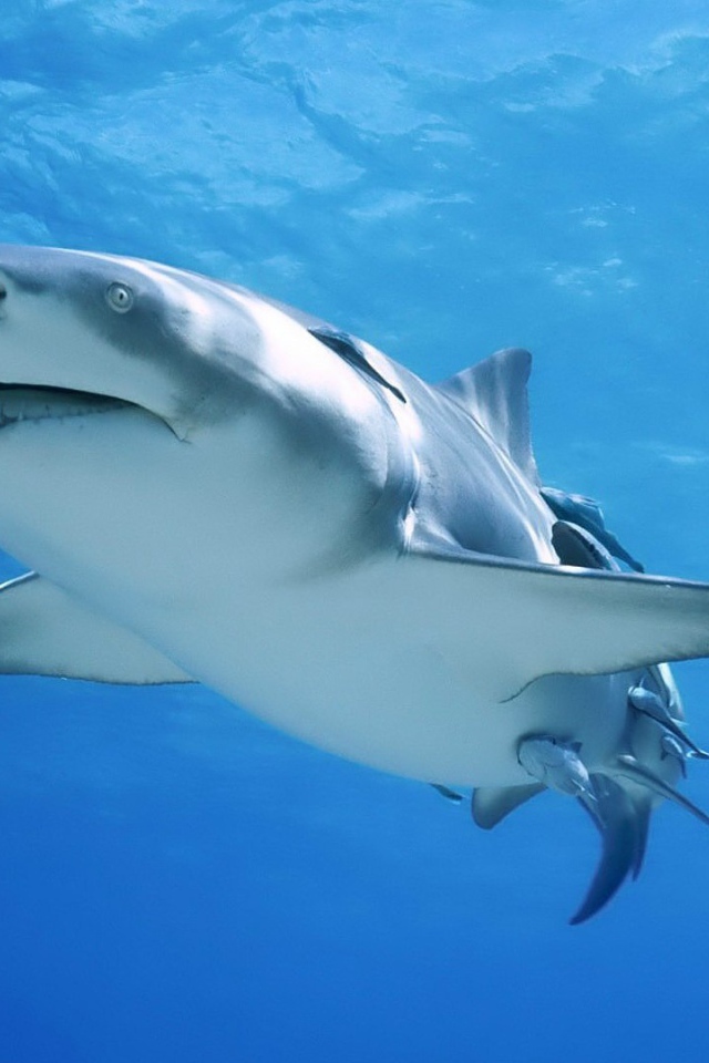 Сильная акула бык