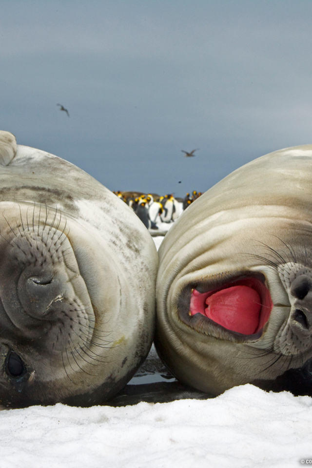 Счастливая парочка моржей