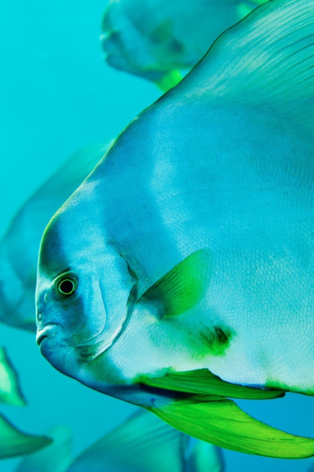 Прозрачная голубая рыба с зелеными плавниками