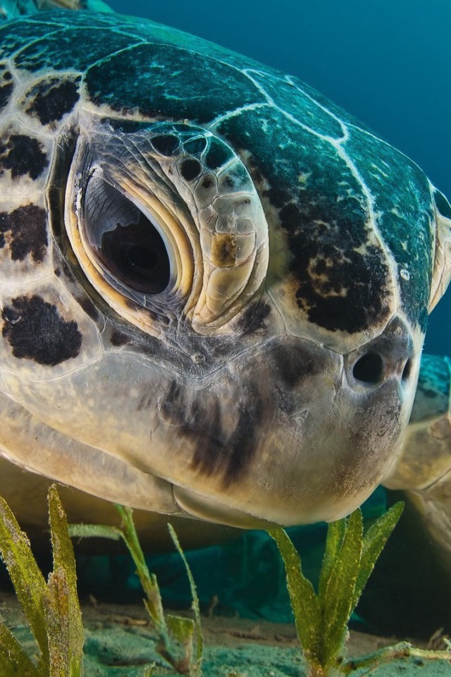 Черепаха кушает водоросли