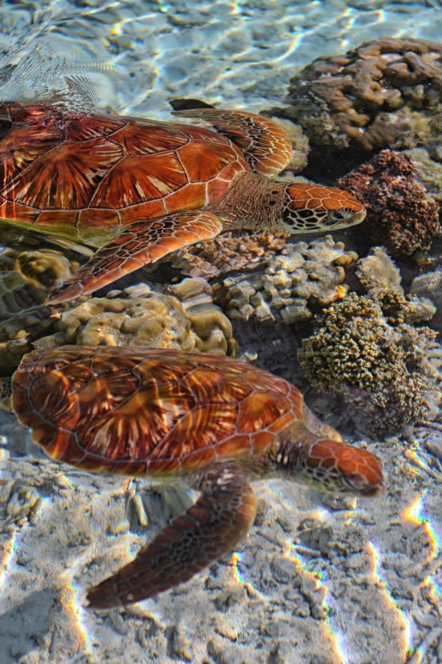 Черепахи в кристально чистой воде
