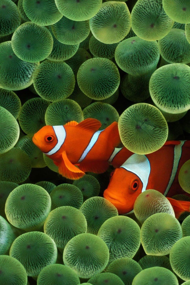 Две рыбки среди икры