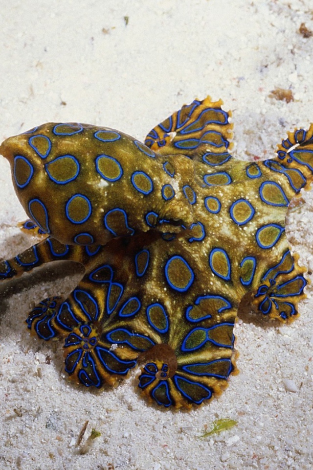 Необычное создание на морском песке