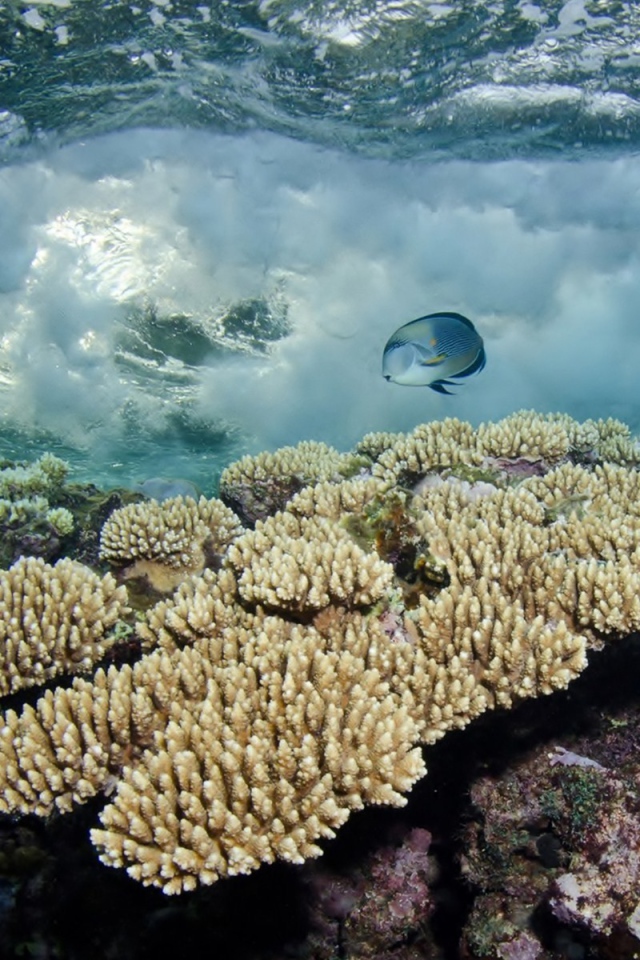 Белые кораллы под водой