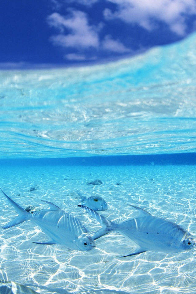 Белые рыбы на мелководье