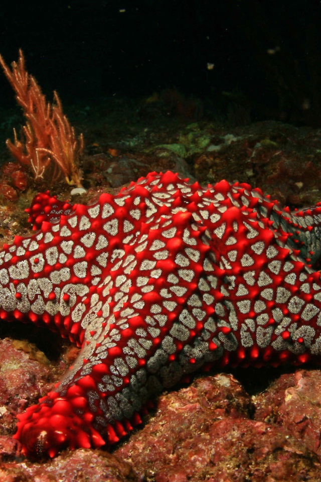 Бело красная морская звезда