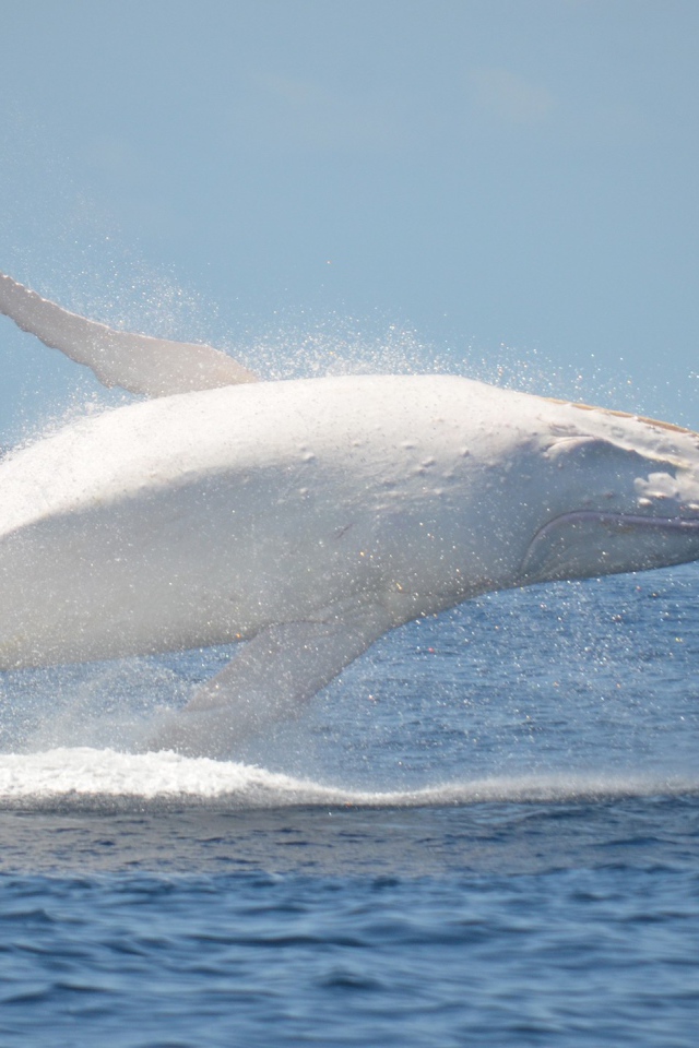 Белый кит в море
