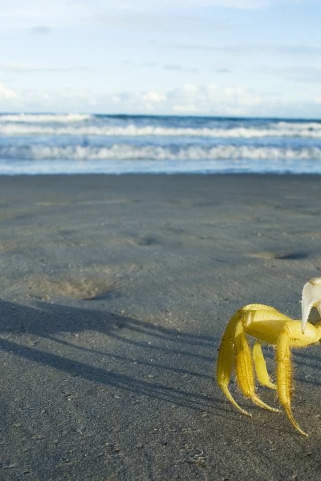 Желтый краб на берегу моря