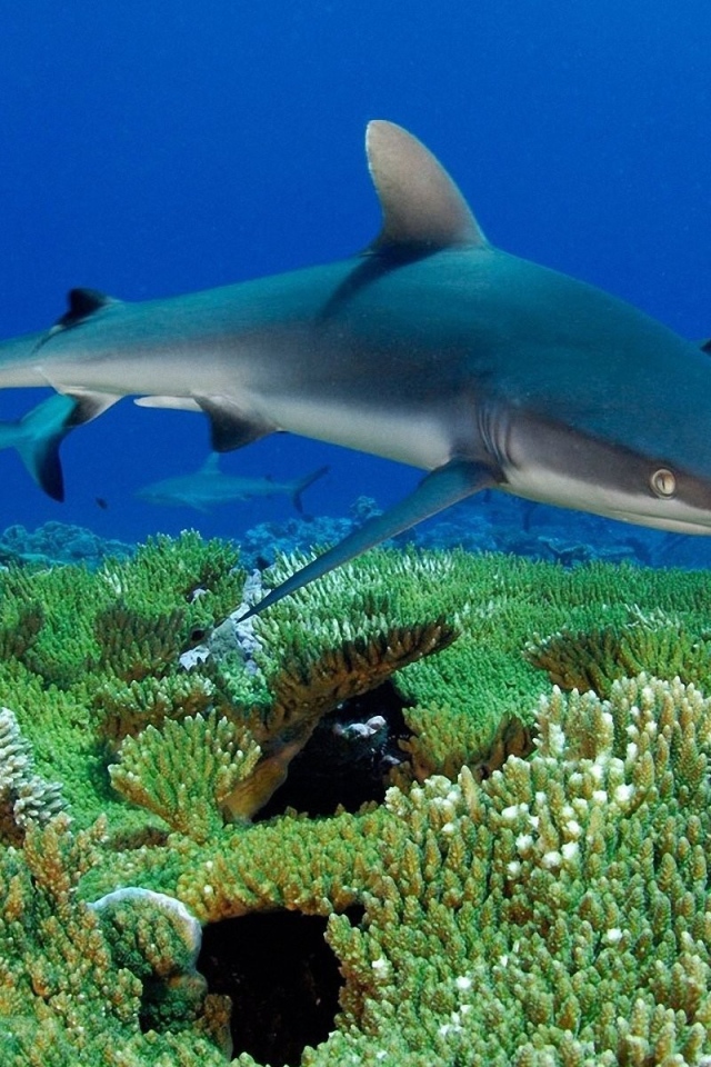 Молодые акулы на коралловом рифе