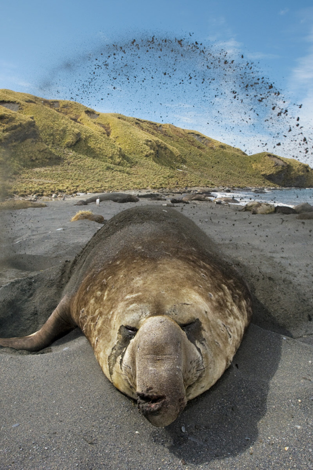 Животное закапывается в песок