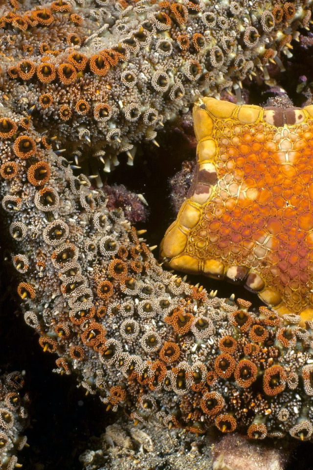 Осьминог и морская звезда