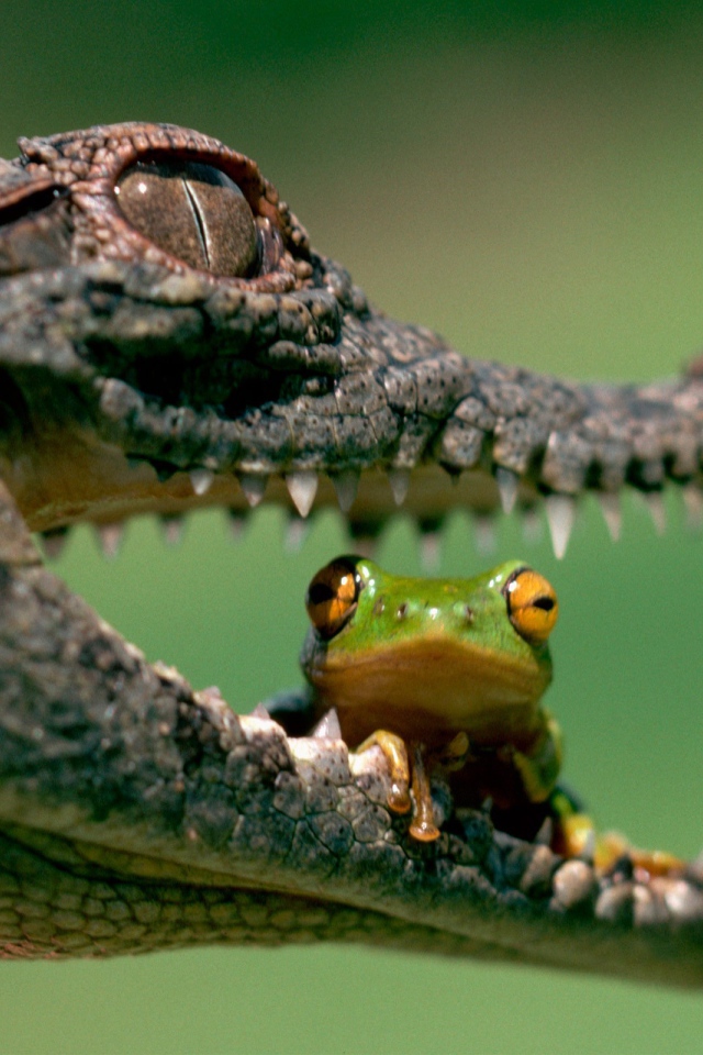 Лягушка сидит в пасти крокодила