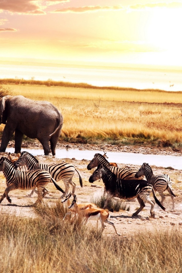 Животные в саванне Африки