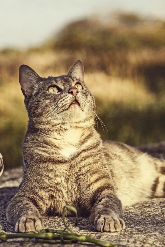 Птица и кот смотрят вверх