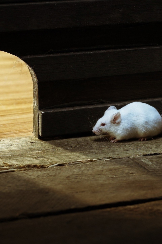 Кот охотится на белых мышей