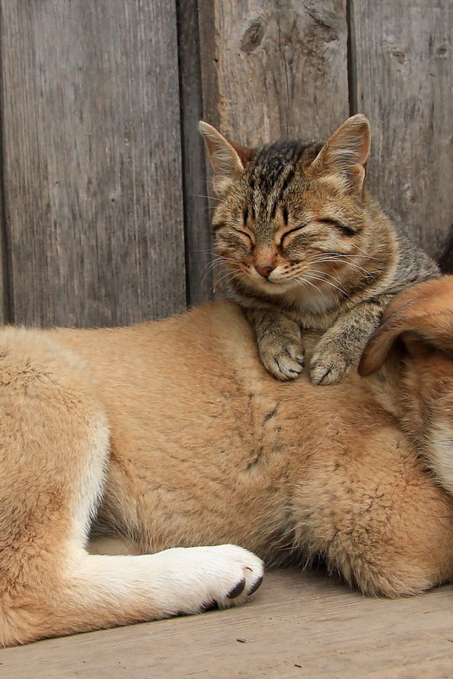 Кот спит на щенке большой собаки