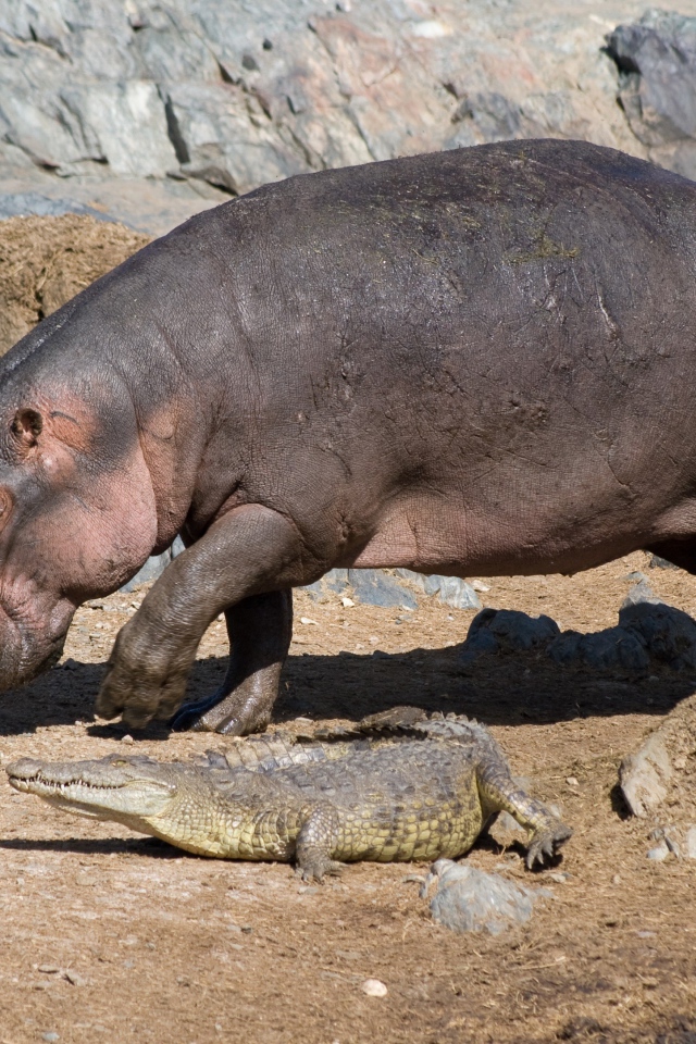 Бегемот и маленький крокодил