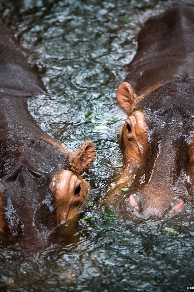 Бегемоты в воде