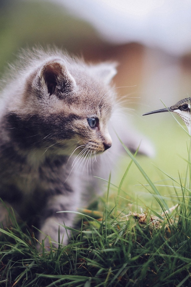 Колибри и котенок в траве