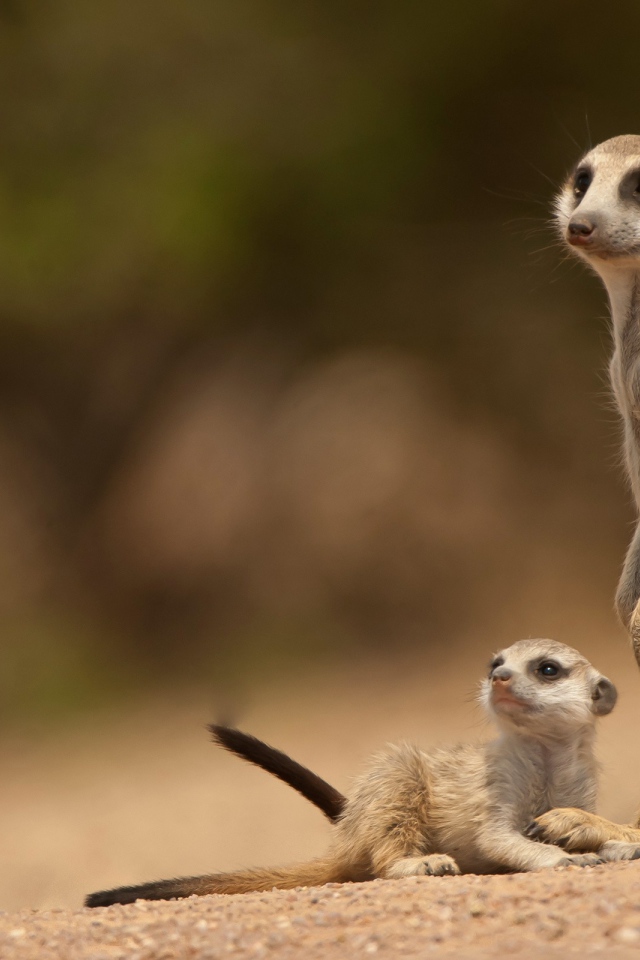 Сурки смотрят на стрекозу