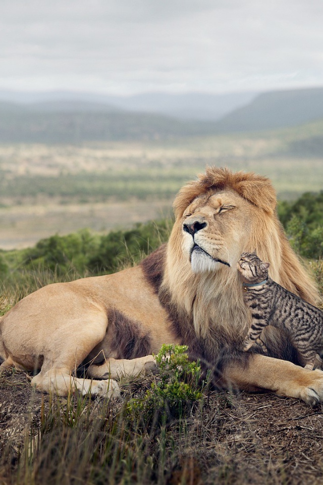Кот оцелот ласкается ко льву