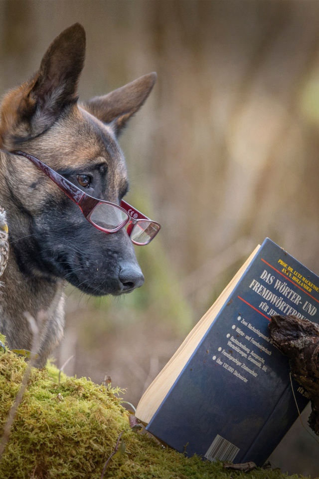 Собака и сова читают книгу