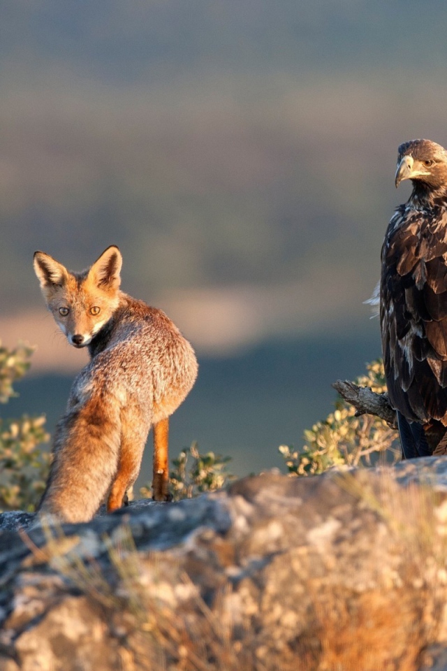 Орел и лиса на охоте