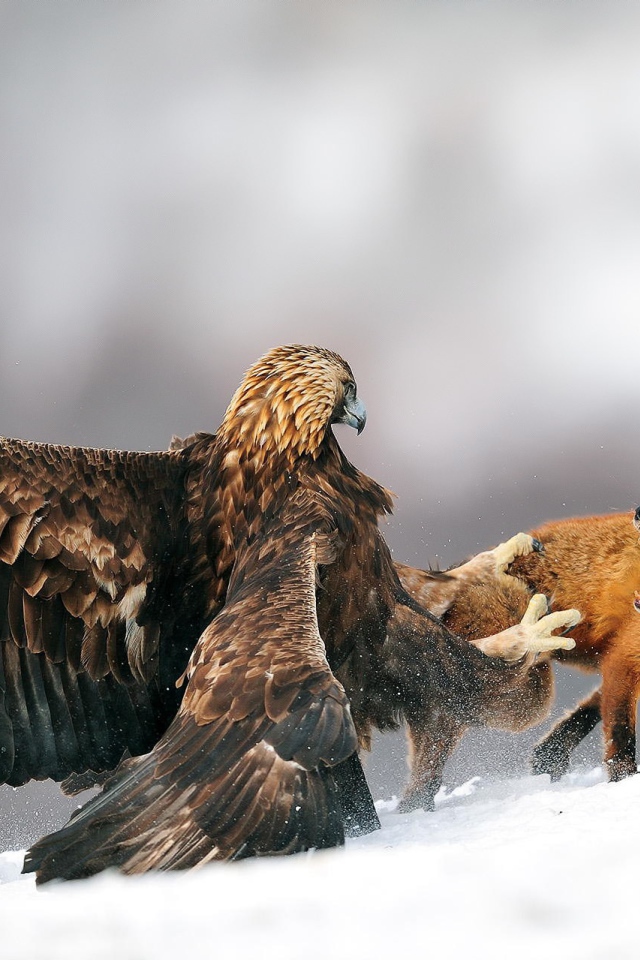 Орел напал на лису