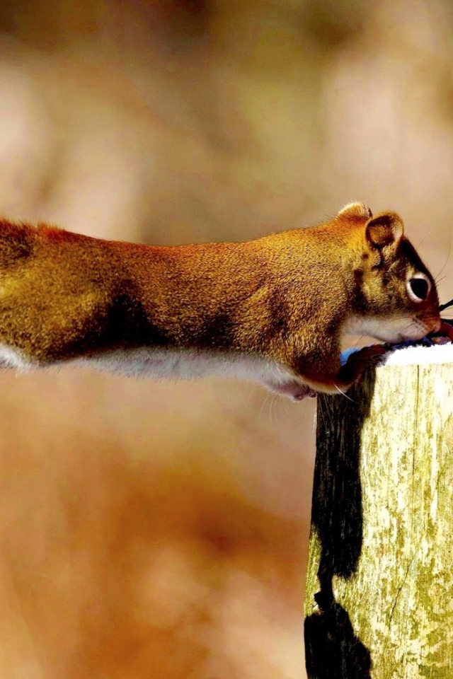 Синица и белка делят ягоды