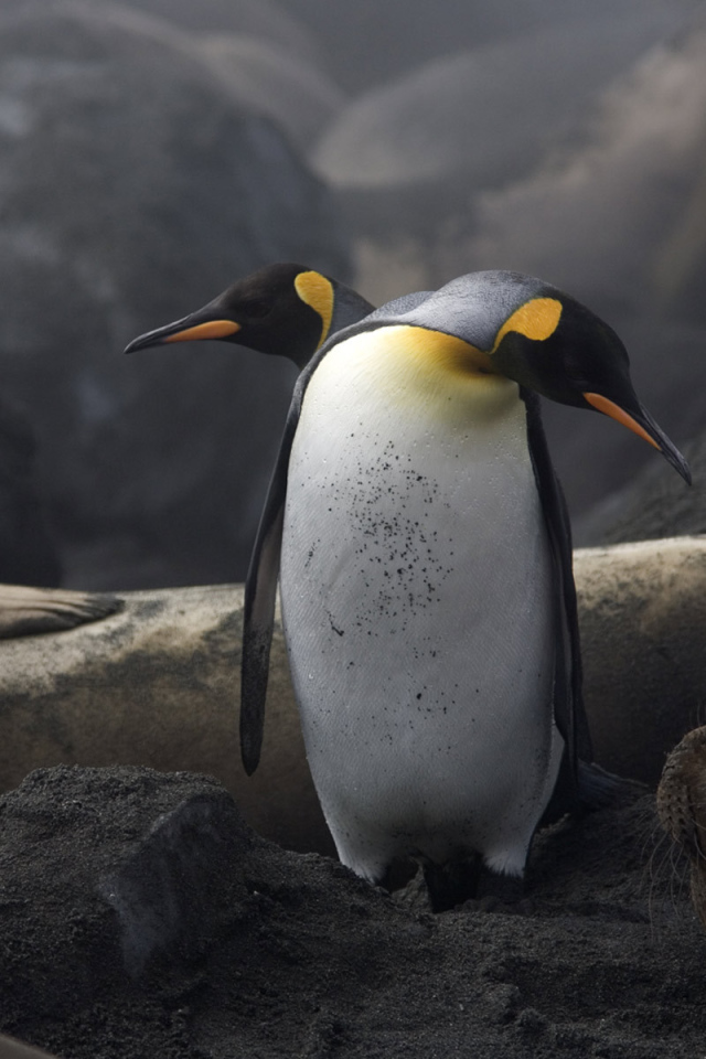 Два пингвина и морж