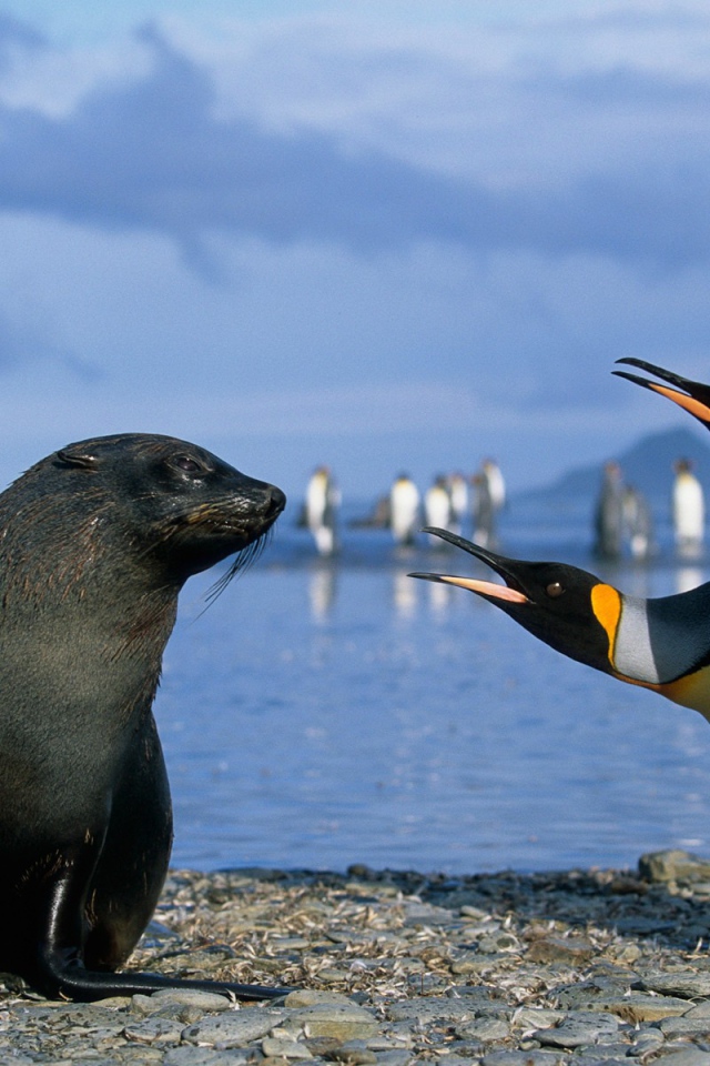 Два пингвина с морским котиком