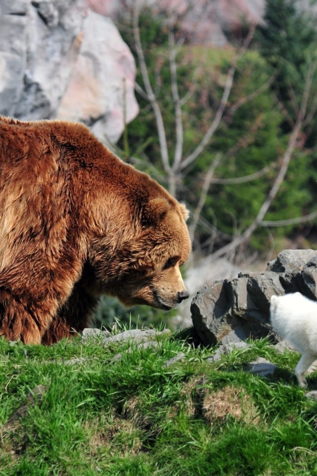 Белая лиса и медведь