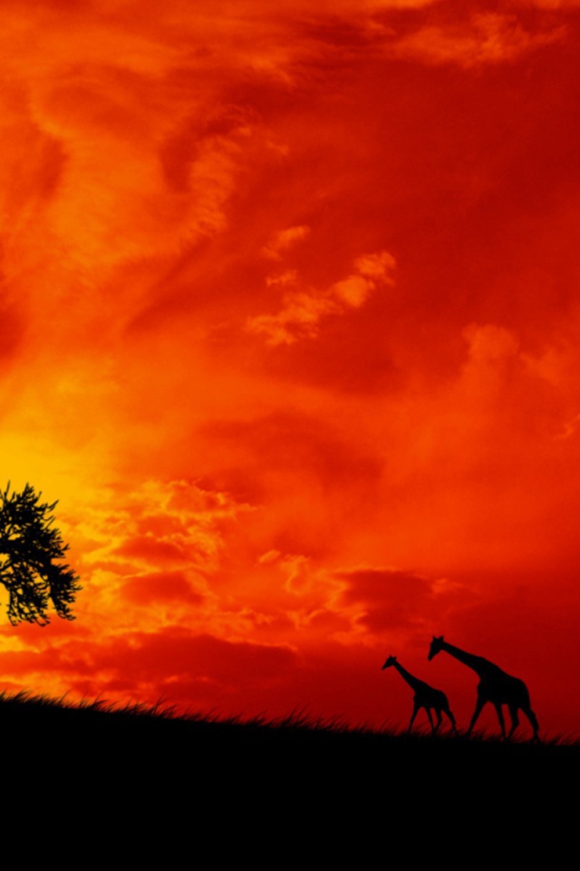Пара жирафов на фоне красного неба