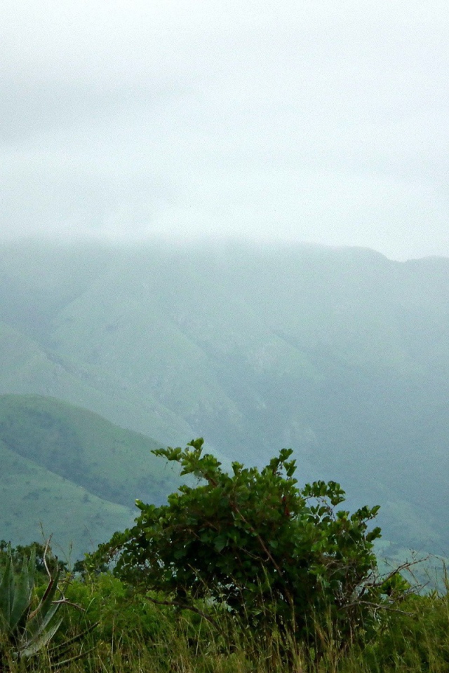 Пара жирафов на природе