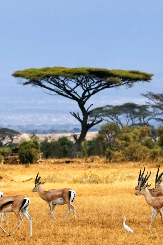 Стадо антилоп на пастбище