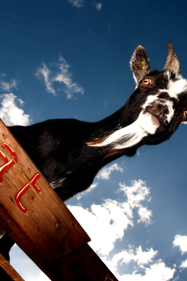 Черный козел