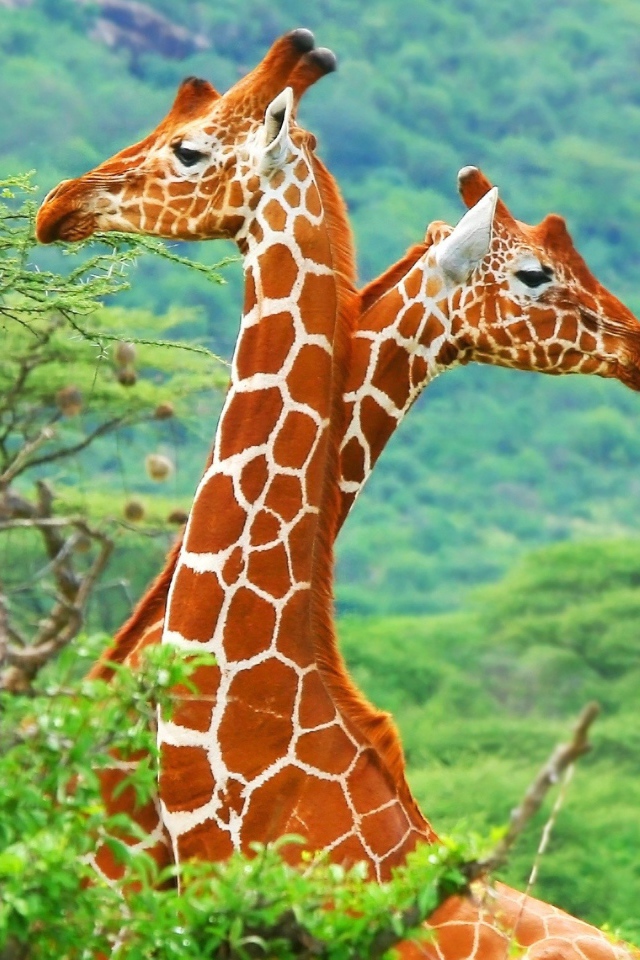 Яркие жирафы в зарослях