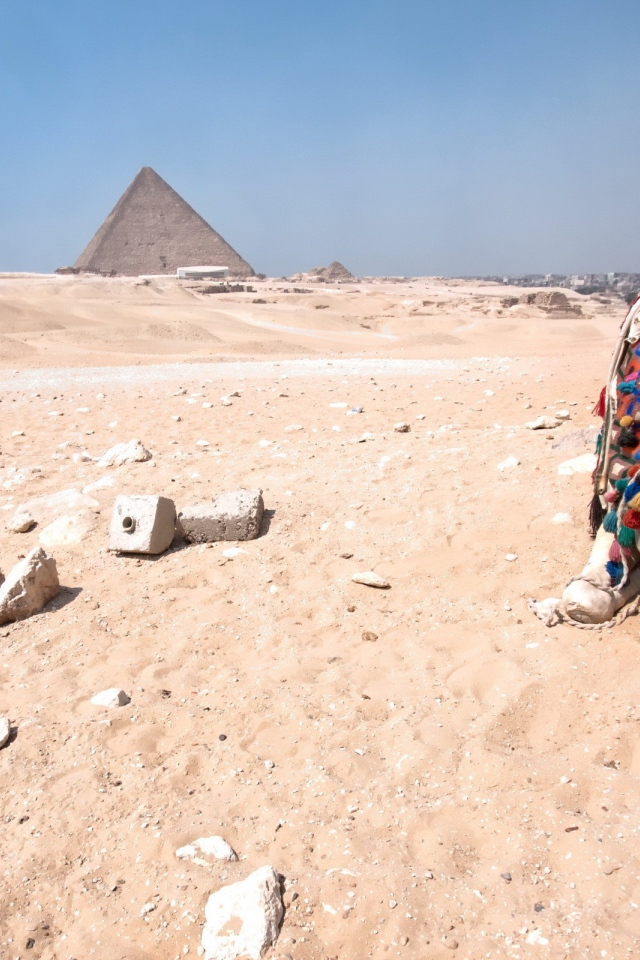 Верблюд отдыхает в Египетской пустыне