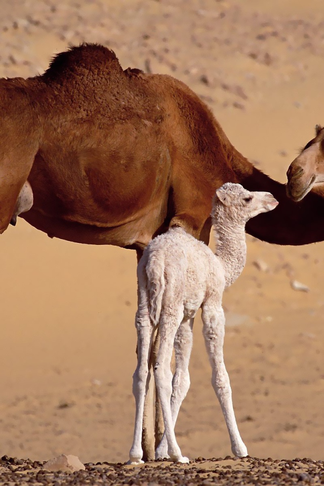 Верблюд со своим детенышем